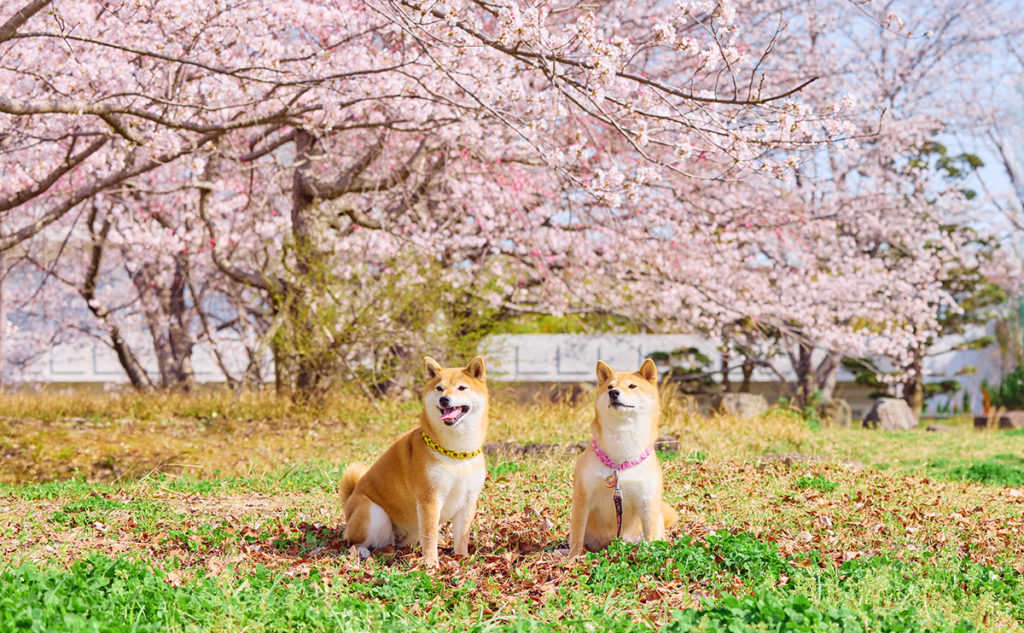 柳川の出張撮影｜愛犬と家族の自然な表情写真