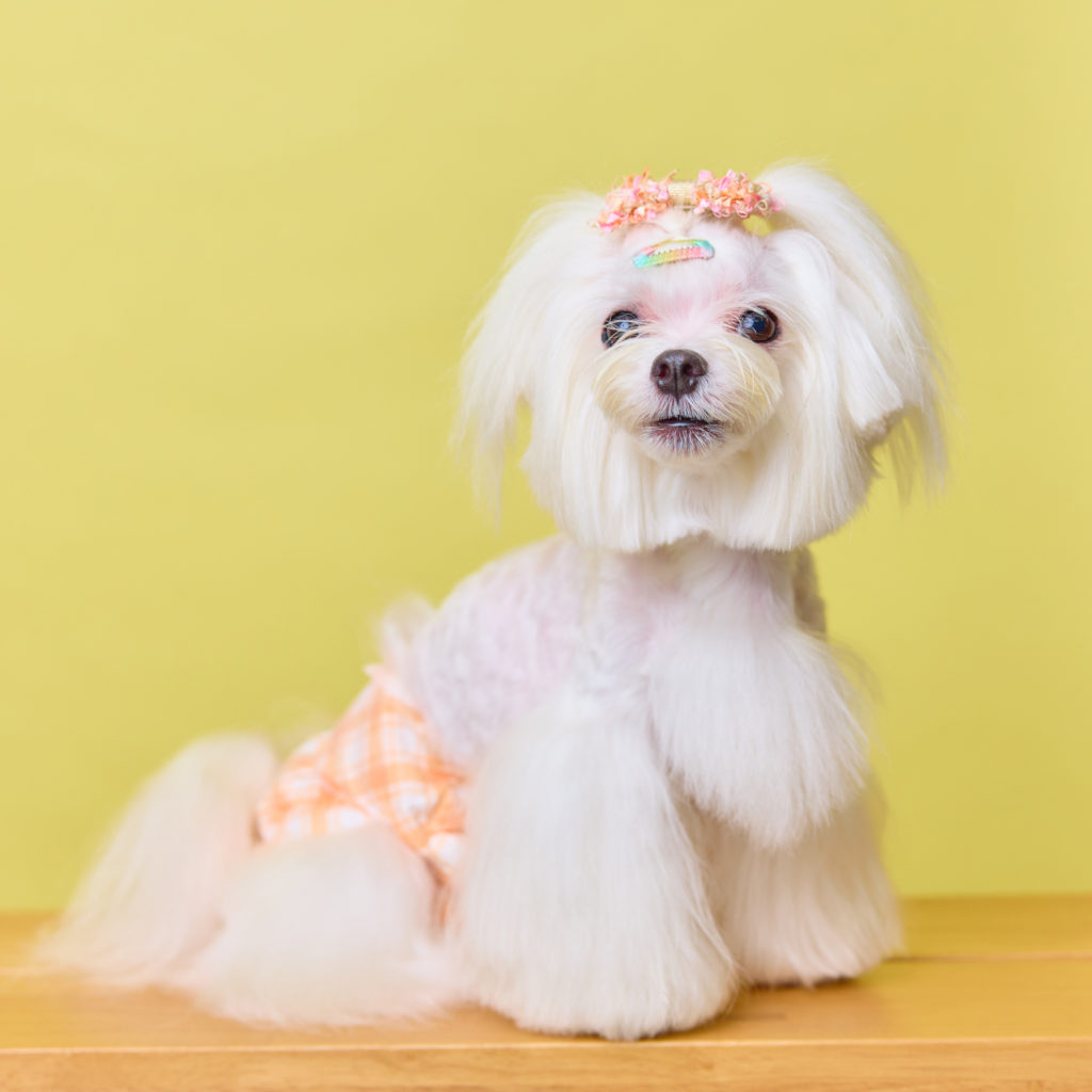 福岡の出張撮影｜愛犬と家族の自然な表情写真