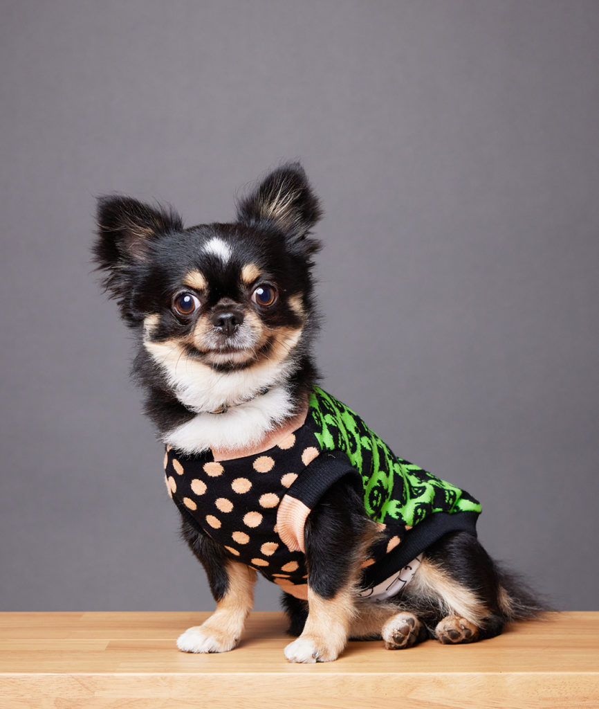 福岡の出張撮影｜愛犬と家族の自然な表情写真