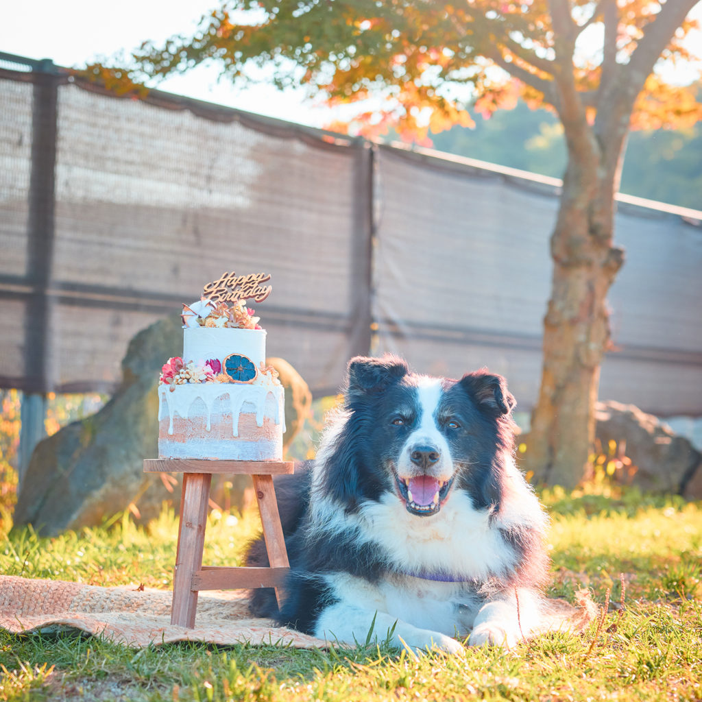福岡の出張撮影｜愛犬と家族の自然な表情写真