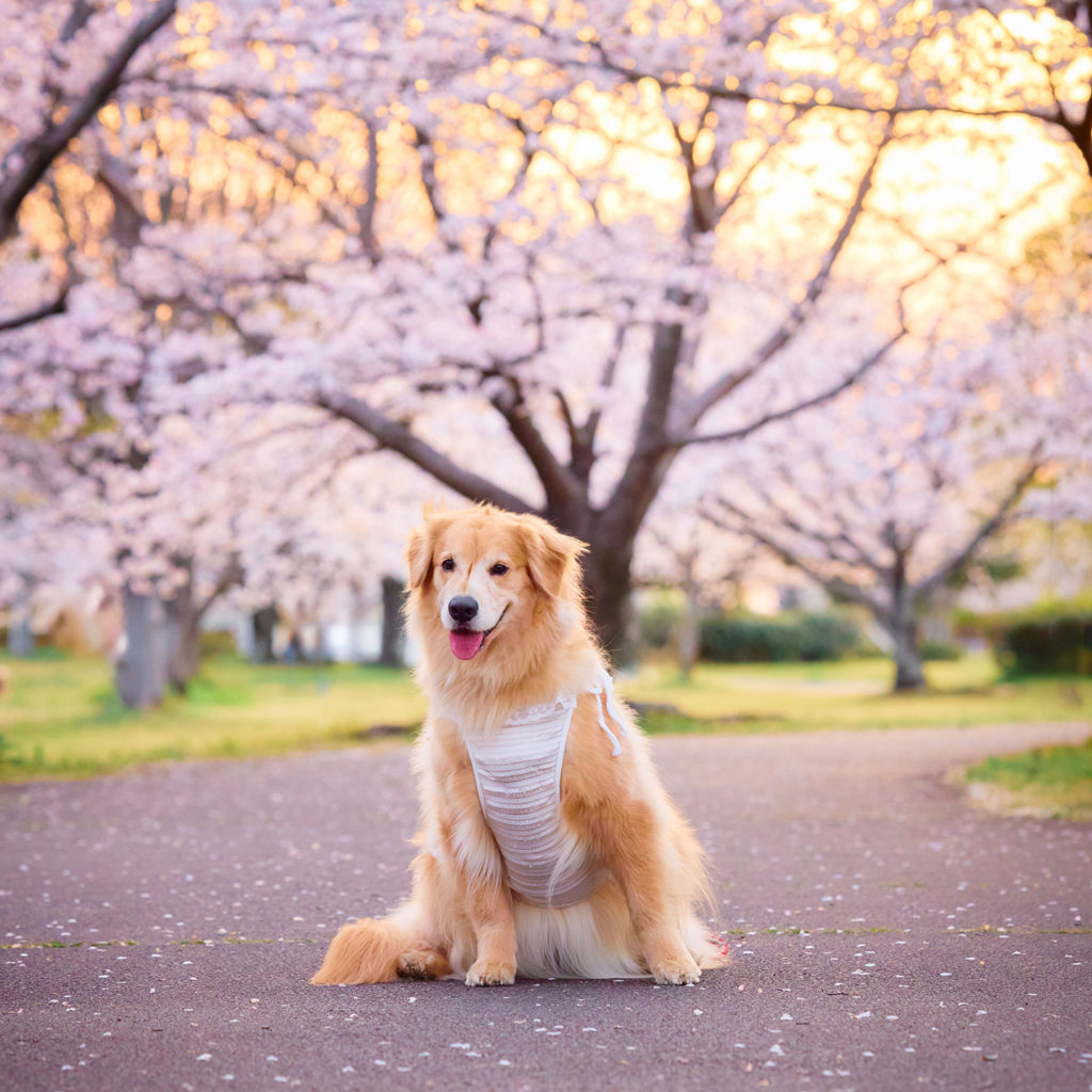 柳川の出張撮影｜愛犬と家族の自然な表情写真