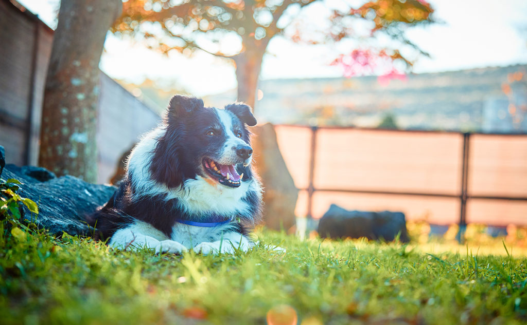 福岡の出張撮影｜愛犬と家族の自然な表情写真
